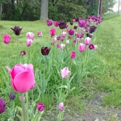 Blue Moon Triumph Tulip Mix -Floral Haven Store tulip blue moon mix cropped hm 10