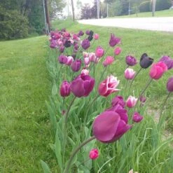 Blue Moon Triumph Tulip Mix -Floral Haven Store tulip blue moon mix cropped hm 6