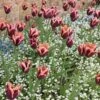 Slawa Triumph Tulip -Floral Haven Store tulipa slawa triumph tulip garden cropped