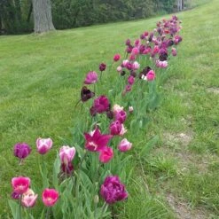 Blue Moon Triumph Tulip Mix -Floral Haven Store tulipa blue moon mix hm 4