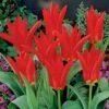 Red Emperor Tulip 2 Red Emperor Tulip -Floral Haven Store tulipredemperor 3