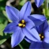 Jessie Spring Starflower -Floral Haven Store vaem08096 ipheion uniflorum jessie close up cropped