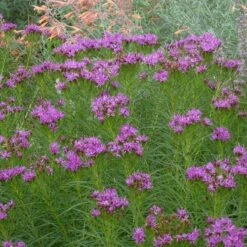 Iron Butterfly Ironweed (Vernonia) -Floral Haven Store vernonia lettermanii iron butterfly agastache aurantiaca shades of orange