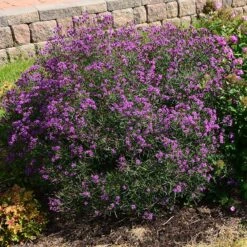 Summer's Swan Song Ironweed (Vernonia) 7 Summer's Swan Song Ironweed (Vernonia) -Floral Haven Store vernonia summer swan song garden jim ault