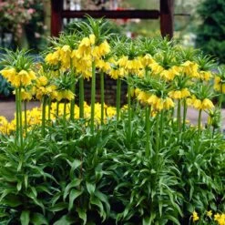 Yellow Crown Imperial -Floral Haven Store visi02917 fritillaria lutea cropped