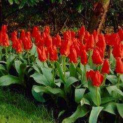 Red Emperor Tulip -Floral Haven Store visi04220 red emperor tulip cropped