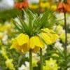 Yellow Crown Imperial 2 Yellow Crown Imperial -Floral Haven Store visi125414 fritillaria lutea cropped