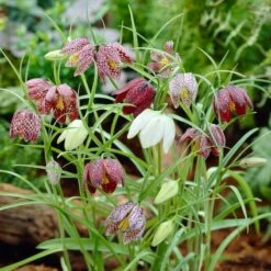 Snake's Head Fritillary -Floral Haven Store visi26883 fritillaria meleagris0cropped