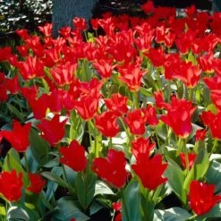 Red Emperor Tulip -Floral Haven Store visi28048 red emperor tulip cropped