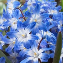 Blue Giant Glory Of The Snow 5 Blue Giant Glory Of The Snow -Floral Haven Store visi39226 chionodoxa forbesii blue giant cropped