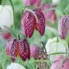 Snake's Head Fritillary -Floral Haven Store visi59755 fritillaria meleagris cropped