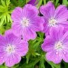 Vision® Violet Geranium -Floral Haven Store vision violet geranium close up