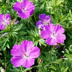 Floral Haven Store 40 Floral Haven Store -Floral Haven Store vision violet geranium flowers
