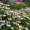 PowWow® White Echinacea 1 PowWow® White Echinacea -Floral Haven Store walers gardens echinacea powwow white