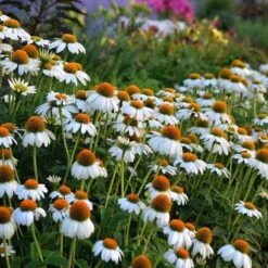 Floral Haven Store 82 PowWow® White Echinacea