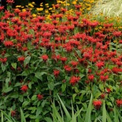 Jacob Cline Bee Balm 7 Jacob Cline Bee Balm -Floral Haven Store walters gardens monarda jacob cline cropped 1 1 1