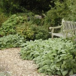 Helen Von Stein Lamb's Ear -Floral Haven Store walters gardens stachys helen von stein
