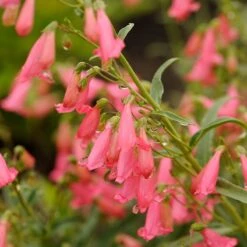Floral Haven Store 60 Elfin Pink Penstemon