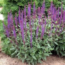 Caradonna Salvia -Floral Haven Store walters gardens salvia caradonna cropped 1