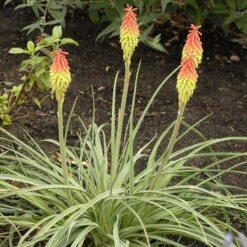 Fire Dance Red Hot Poker 10 Fire Dance Red Hot Poker -Floral Haven Store walters gardens kniphofia fire dance cropped