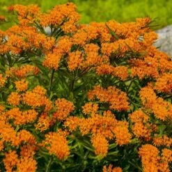 Butterfly Weed (Clay Form) -Floral Haven Store walters gardens asclepias tuberosa cropped 1