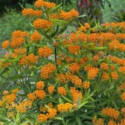Butterfly Weed (Clay Form) -Floral Haven Store walters gardens asclepias tuberosa cropped 2