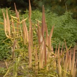 Butterfly Weed (Clay Form) -Floral Haven Store walters gardens asclepias tuberosa seed heads cropped