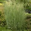 Heavy Metal Blue Switch Grass 2 Heavy Metal Blue Switch Grass -Floral Haven Store walters gardens panicum heavy metal cropped