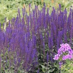 Caradonna Salvia -Floral Haven Store walters gardens salvia caradonna cropped