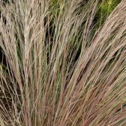 Prairie Blues Little Bluestem Grass 7 Prairie Blues Little Bluestem Grass -Floral Haven Store walters gardens schizachyrium prairie blues close up foliage cropped