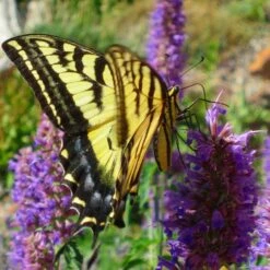 Blue Blazes Agastache 10 Blue Blazes Agastache -Floral Haven Store western swallowtail sipping agastache blue blazes 3