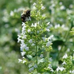 Floral Haven Store 24 Floral Haven Store -Floral Haven Store white cloud calamintha 1