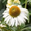 Happy Star Echinacea -Floral Haven Store white echinacea happy star close up cropped 1
