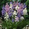 Wood Hyacinth Mix (Spanish Bluebells) -Floral Haven Store woodhyacinthmix 1
