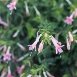 Woody's Peach Surprise Hummingbird Trumpet (Zauschneria) -Floral Haven Store woody s peach surprise closeup cropped