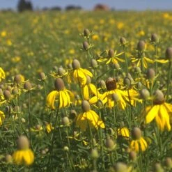 Little Prairie Native Wildflower Seed Mix -Floral Haven Store yellow prairie coneflower little prairie native mix