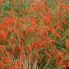 Sky Island Orange Hummingbird Trumpet (Zauschneria) 1 Sky Island Orange Hummingbird Trumpet (Zauschneria) -Floral Haven Store zauchneria canum v arizonica sky island orange 500