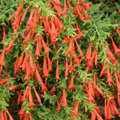 Orange Carpet® Creeping Hummingbird Trumpet (Zauschneria) -Floral Haven Store zauschneria garrettii orange carpet pat hayward plant select garden
