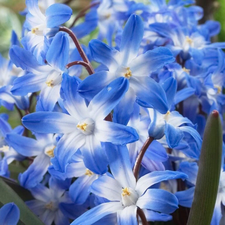 Floral Haven Store -Floral Haven Store visi39226 chionodoxa forbesii blue giant cropped 768x768 1